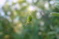 /album/araneidae/araniella-cucurbitina-kriziak-zeleny-1-filtered-jpg/